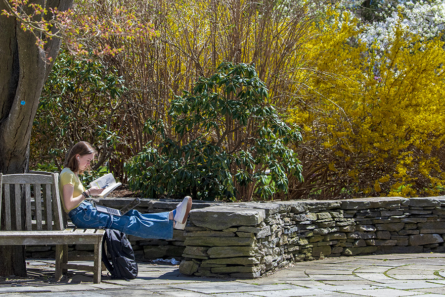 Student reading a book in front of a blooming (flowering) forsythia bush behind the Benton Museum.